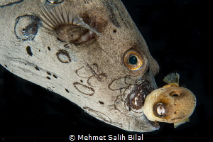 Mature puffer fish caring a baby one. by Mehmet Salih Bilal 
